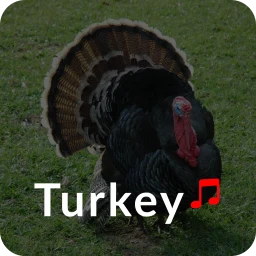 Icône de Turkey Ringtones